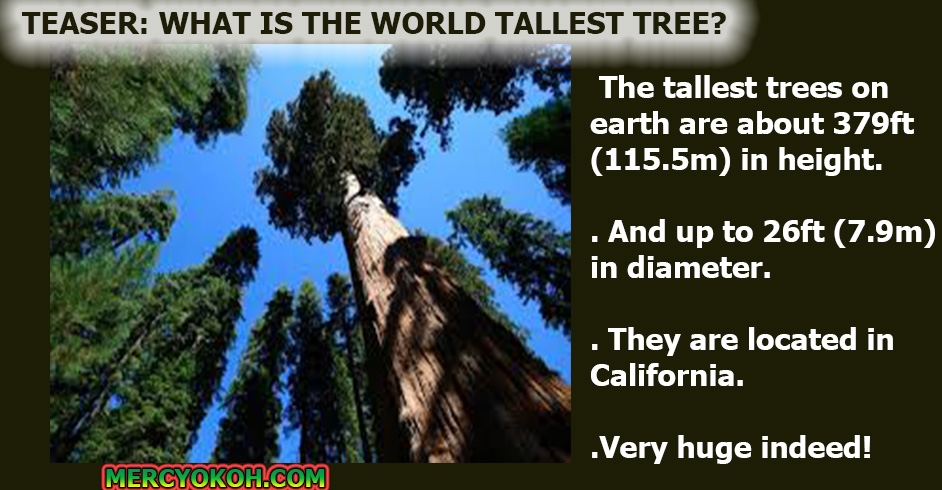 tallest-tree